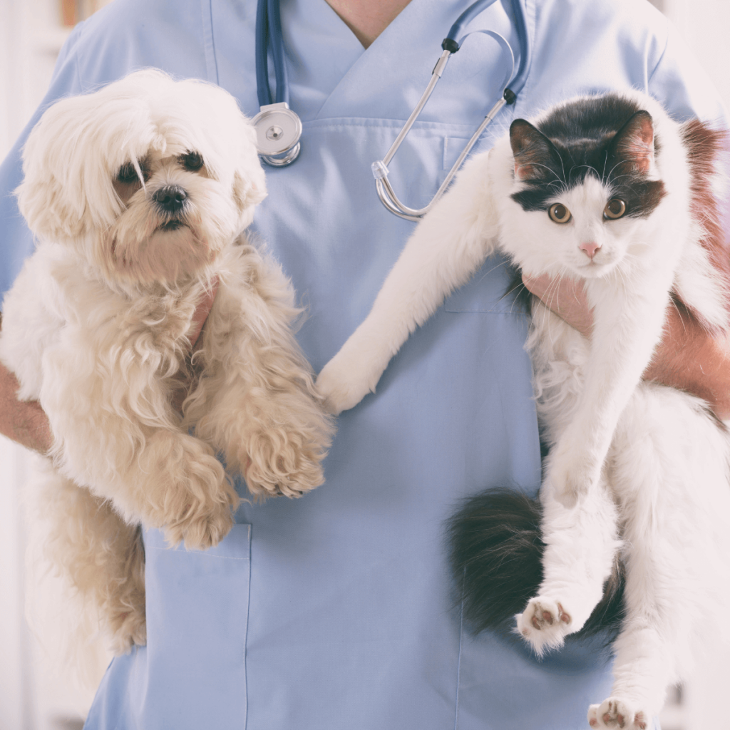 pet-insurance-in-ontario